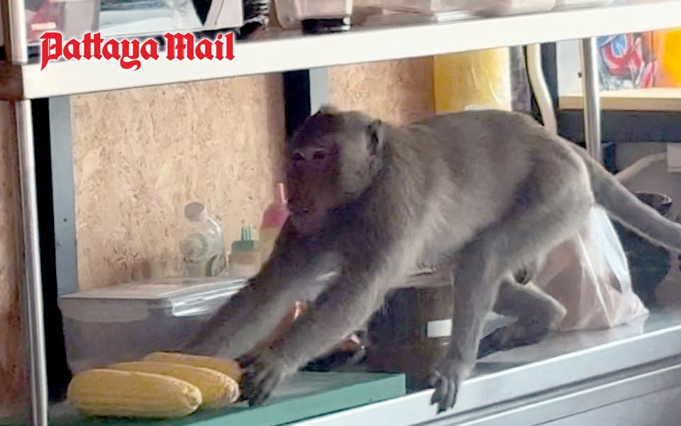 Affen unfug macht einheimische und touristen in jomtien nervoes