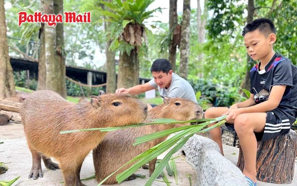 Bezaubernde begegnungen im khao kheow open zoo an songkran