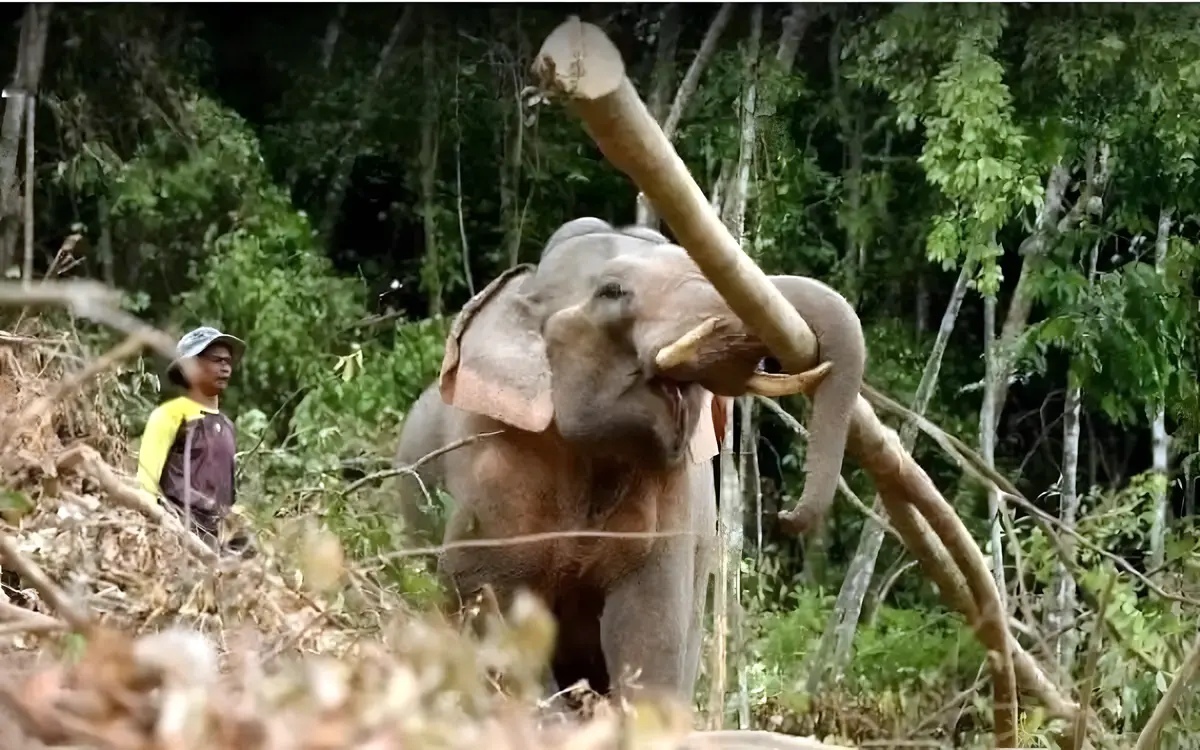 Die dunklen geheimnisse der thailaendischen elefanten tourismusindustrie