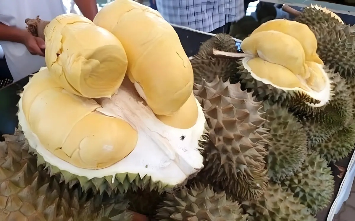 Durian und alkohol eine toedliche kombination