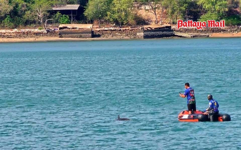 Gestrandeter delfin veranlasst dringende rettungsmassnahmen vor der kueste von sattahip
