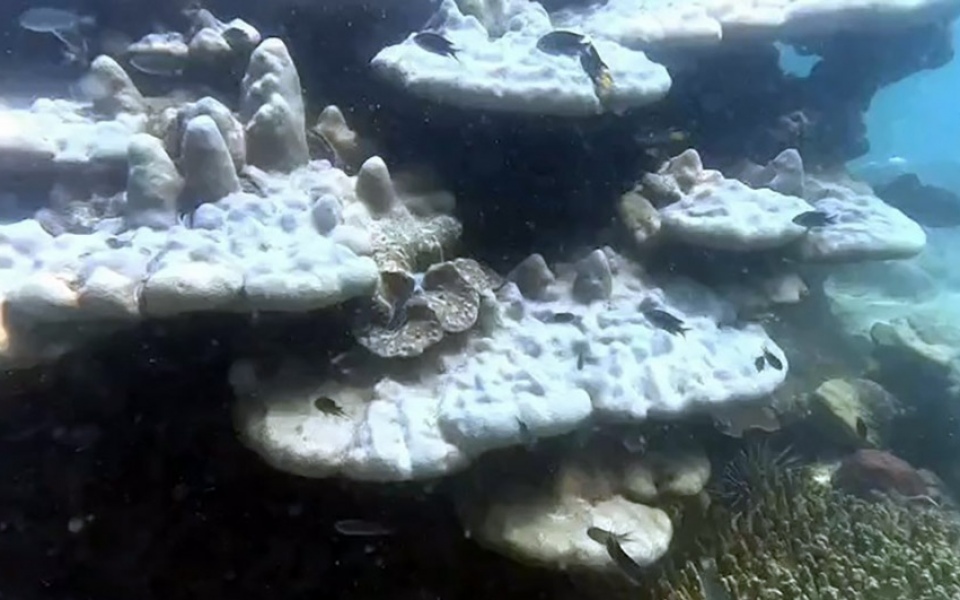Tauchstopp auf den phi phi inseln zur rettung der korallen