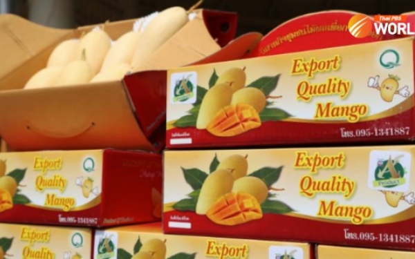 Thailaendische mangoexporte in den ersten drei monaten mehr als verdoppelt