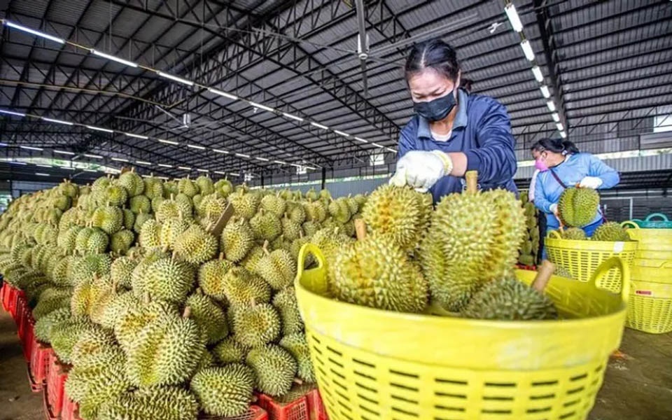 Thailand fuehrt neue durian exportstandards ein