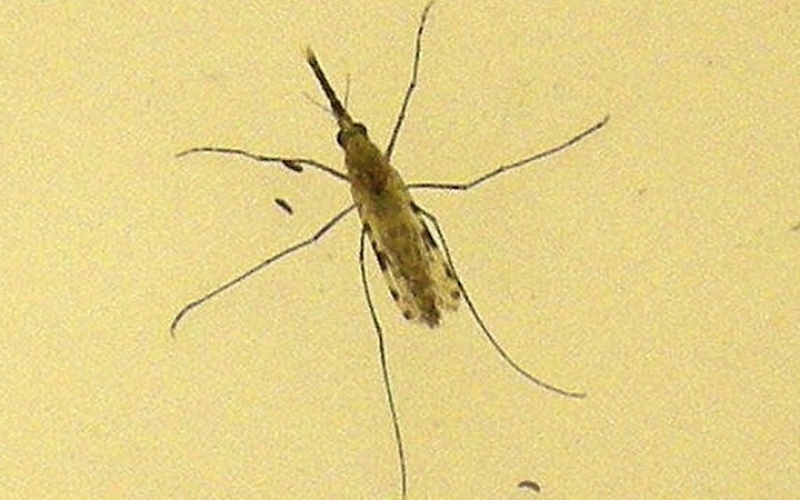 Alarm wegen anstieg der malariafaelle