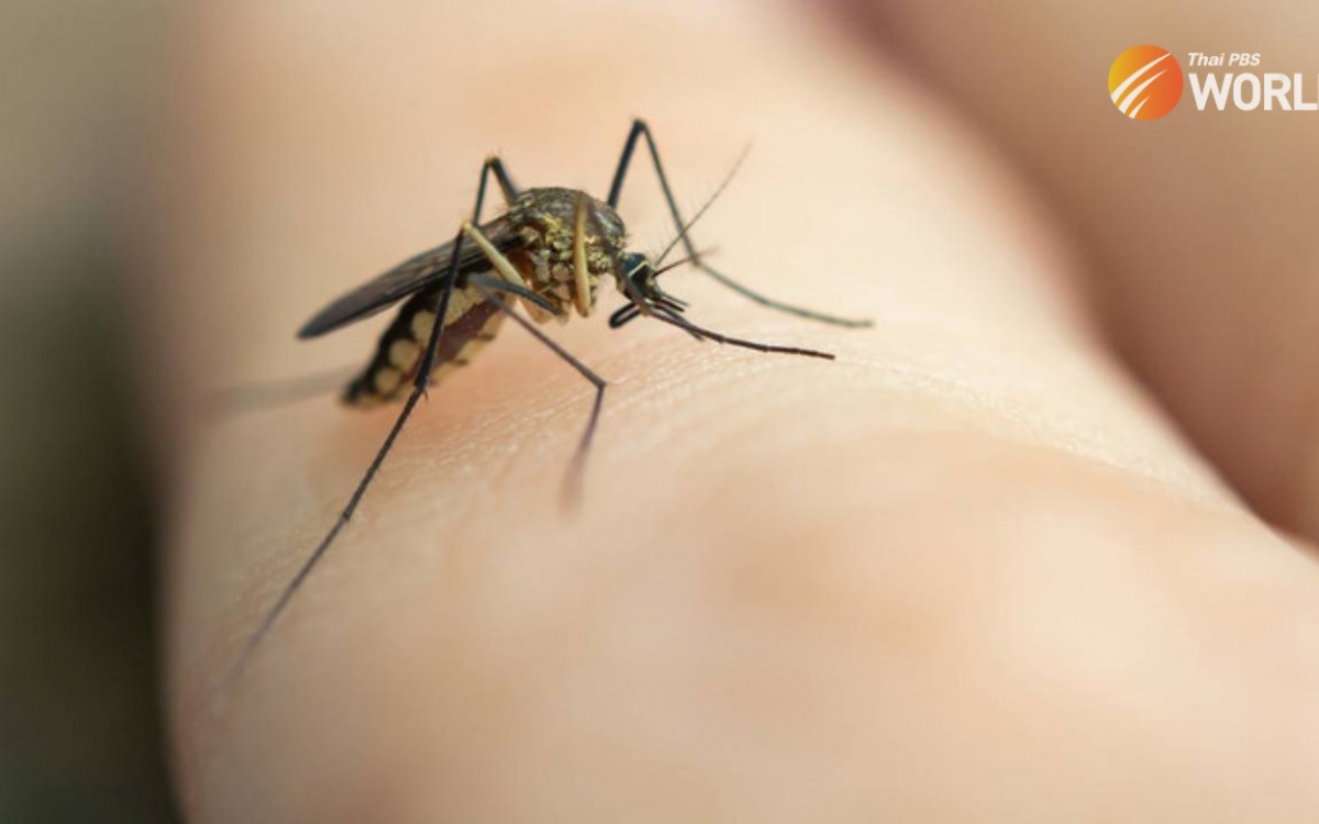 Dengue fieber infektionen steigen in diesem jahr um rund 300 prozent