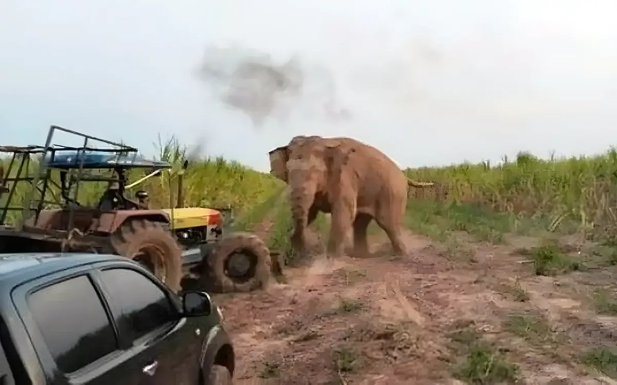 Der beruechtigte elefant see do nok wurde zur sicherheit der bevoelkerung umgesiedelt