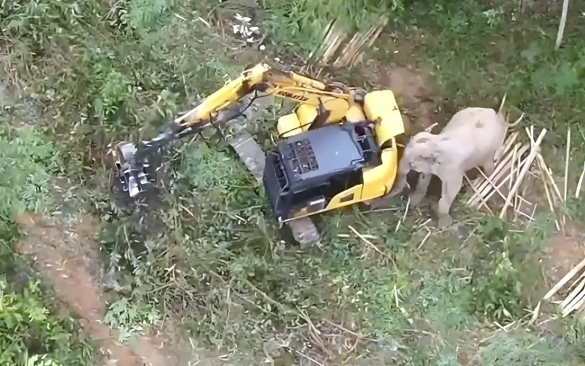 Drohnen und infrarot waermesensoren angreifenden elefanten