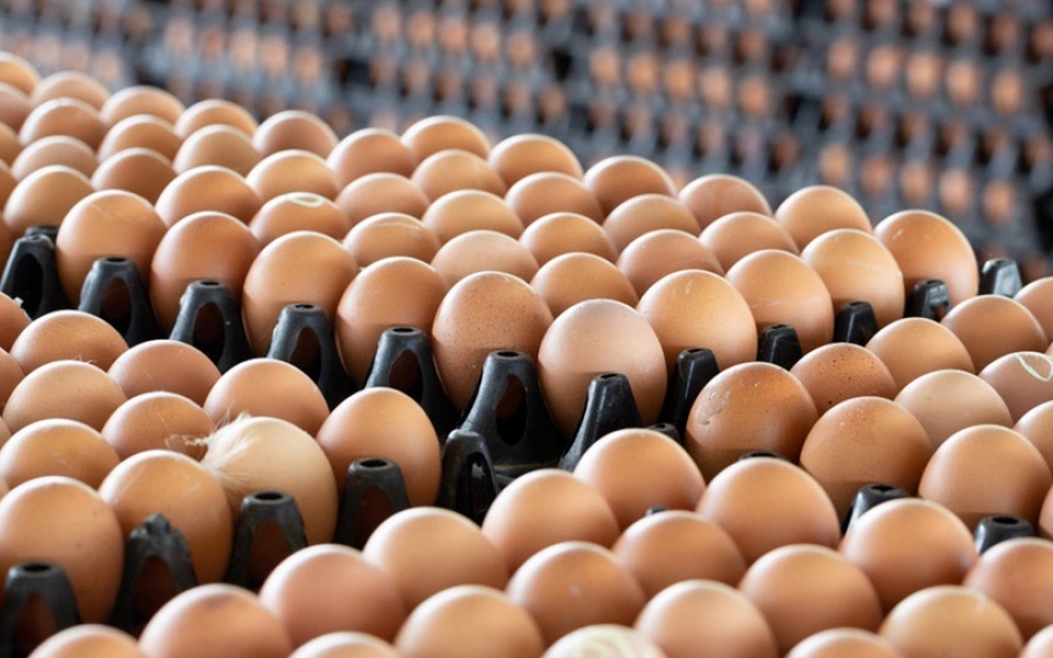 Eierpreise steigen inmitten sengenden wetters und globaler konflikte erneut
