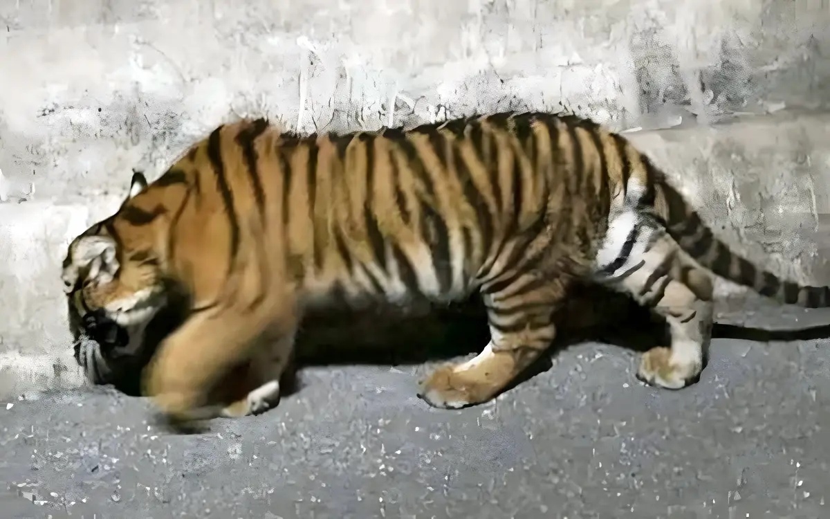 Jnger tiger in in bang pakong entlaufen