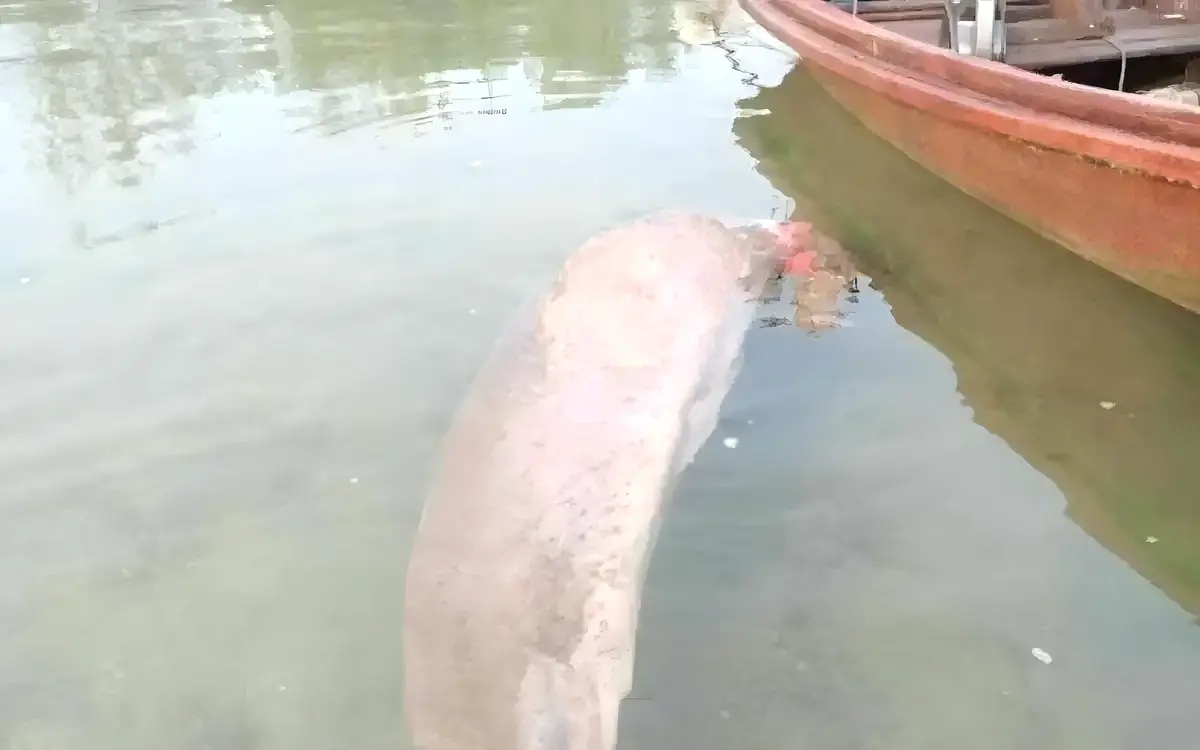 Kranker dugong grund zu grosser sorge nur noch 36 dugongs uebrig
