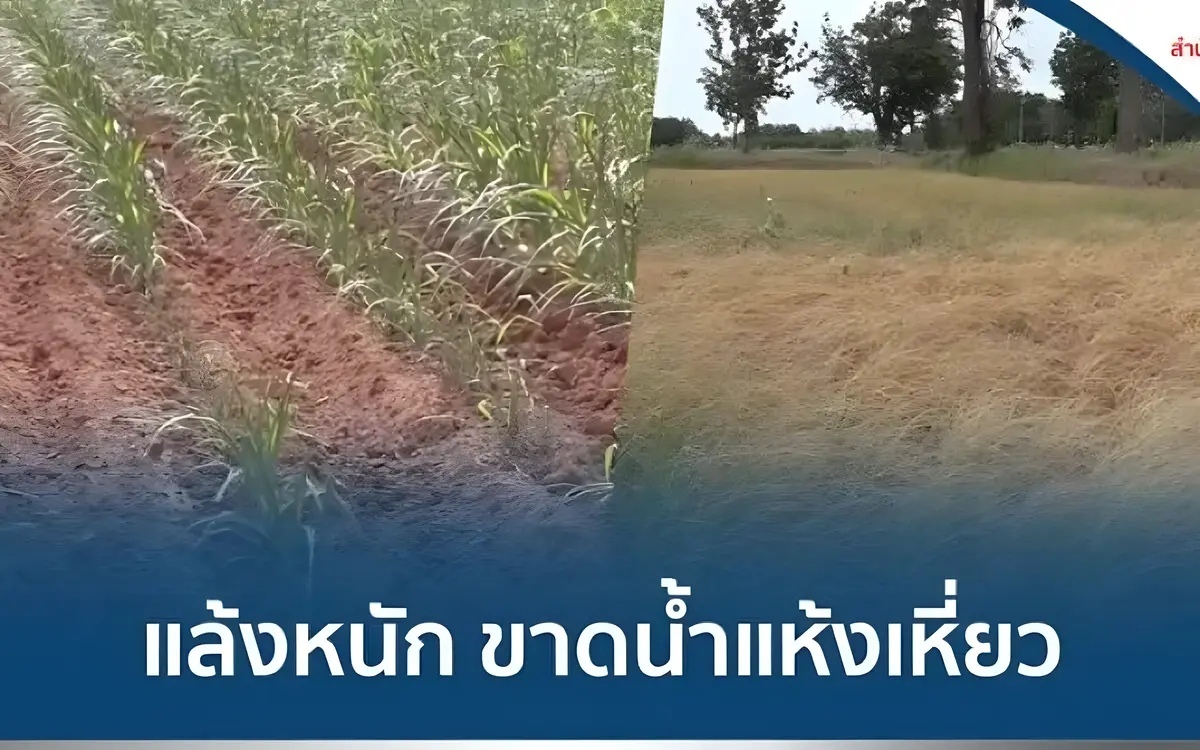 Landwirte leiden unter schwerer duerre in nakhon ratchasima