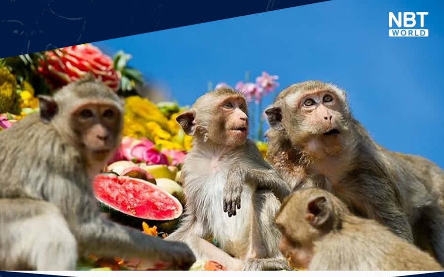 Lopburi ruestet sich fuer das monkey buffet festival