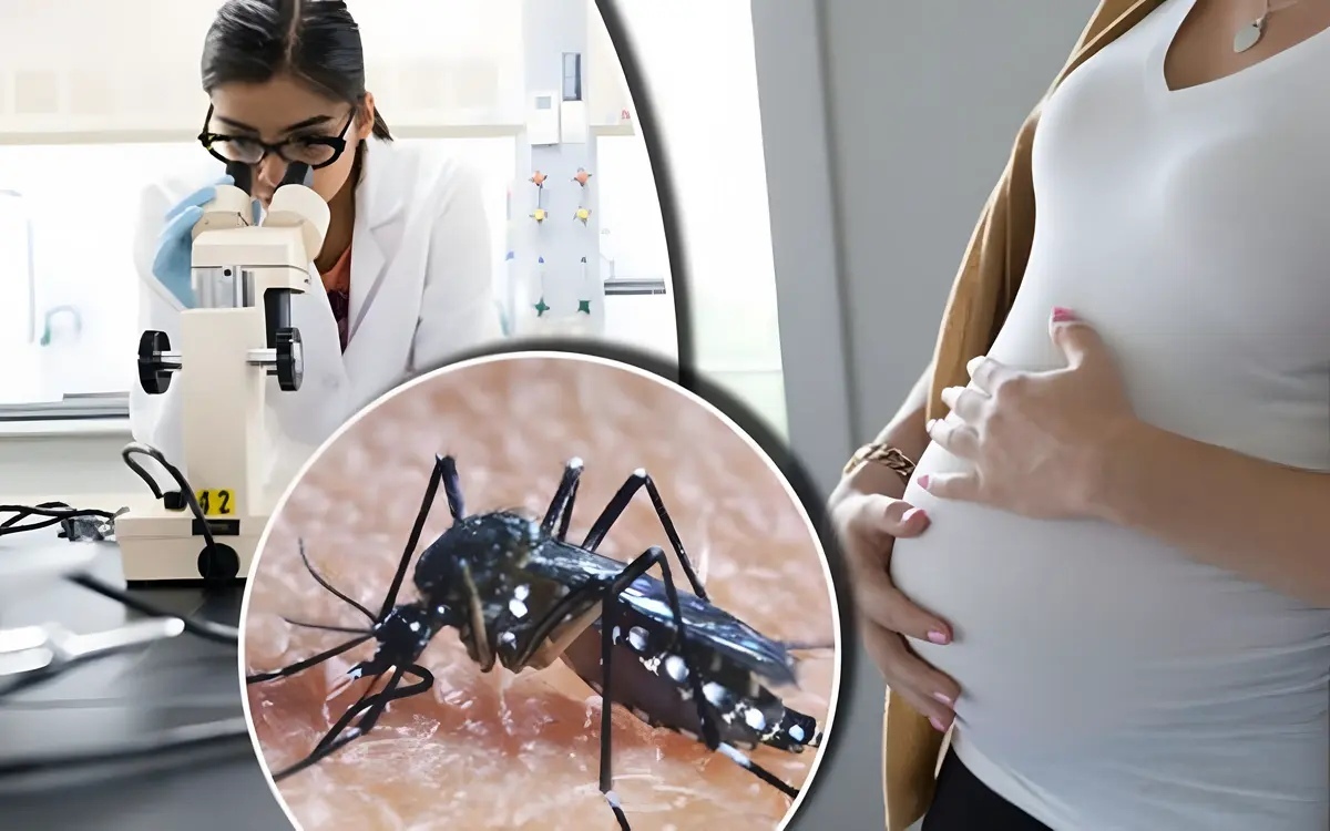 Ministerium fuer seuchenkontrolle warnt vor steigenden zika virusfaellen ungeborene und schwangere
