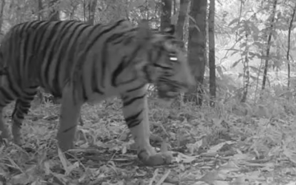 Neuer tiger im kaeng krachan national park in phetchaburi entdeckt