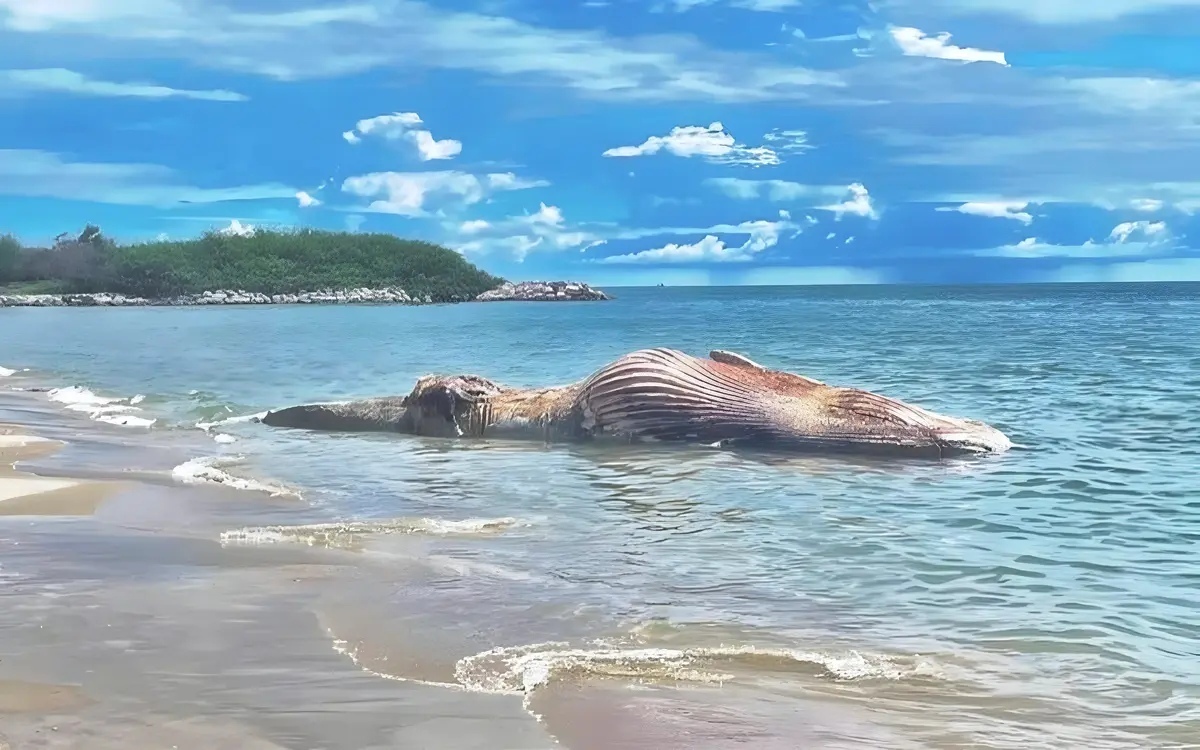 Seltener brydewal kadaver vor dem strand von cha am gefunden