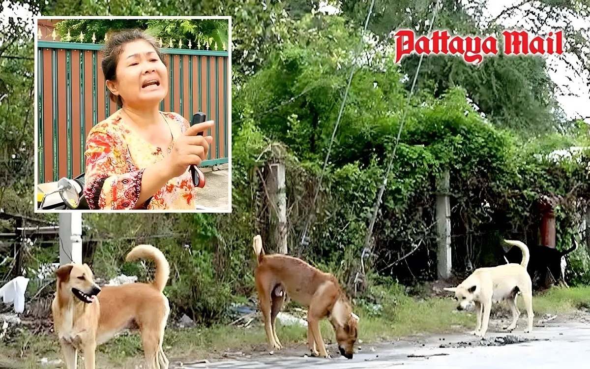 Streunende hunde und eine sich verschlechternde strasse beunruhigen die bewohner ost pattayas