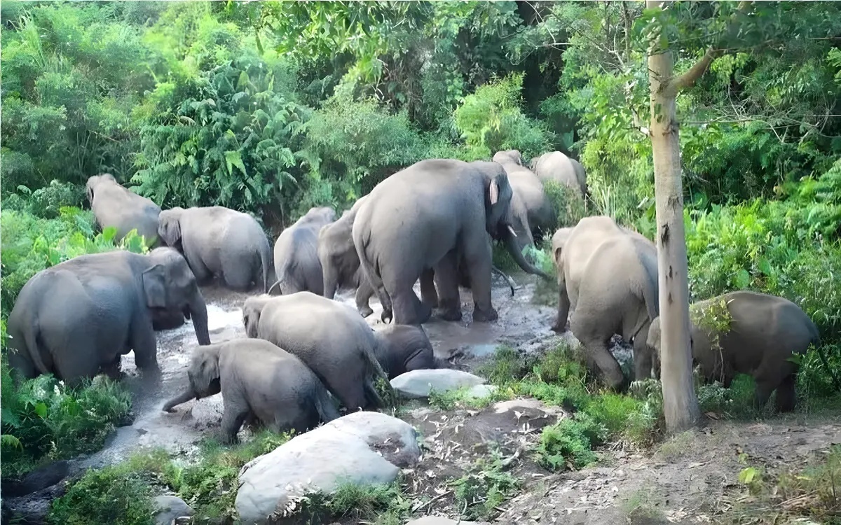 Unauffaellige jumbokamera 12 wilde elefanten baden im buri ram wald