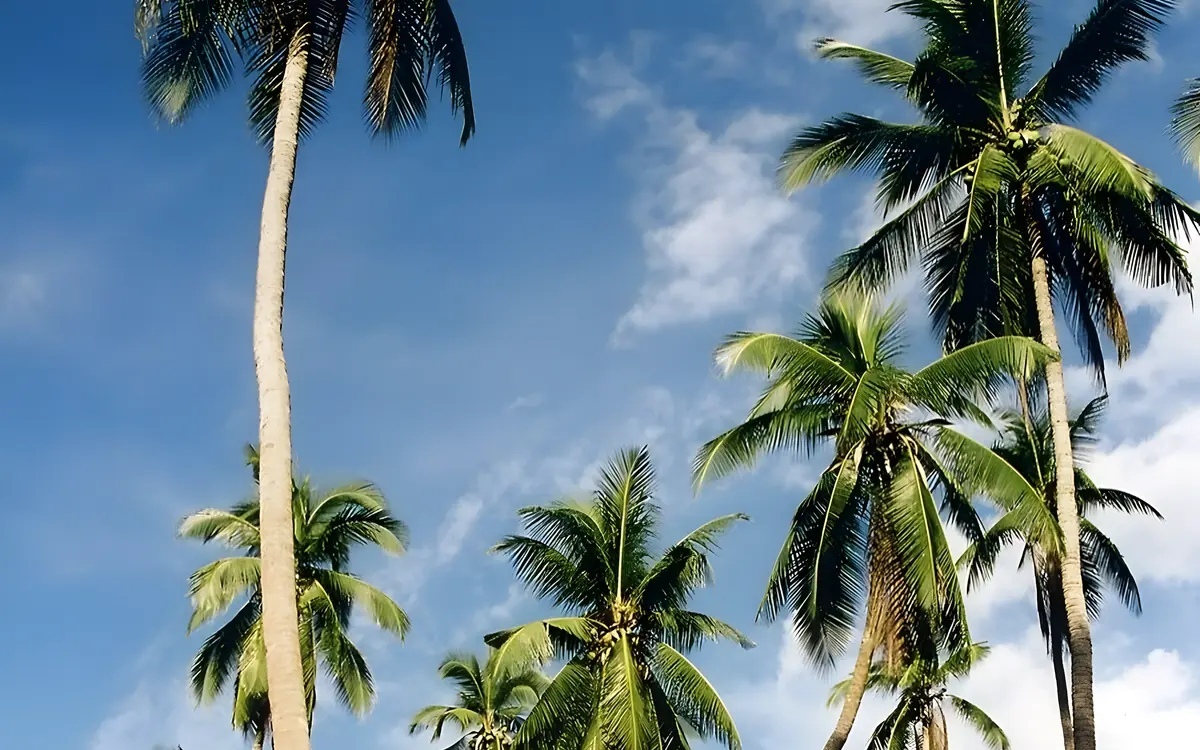 Wie hoch ist das risiko von einer kokosnuss getroffen zu werden
