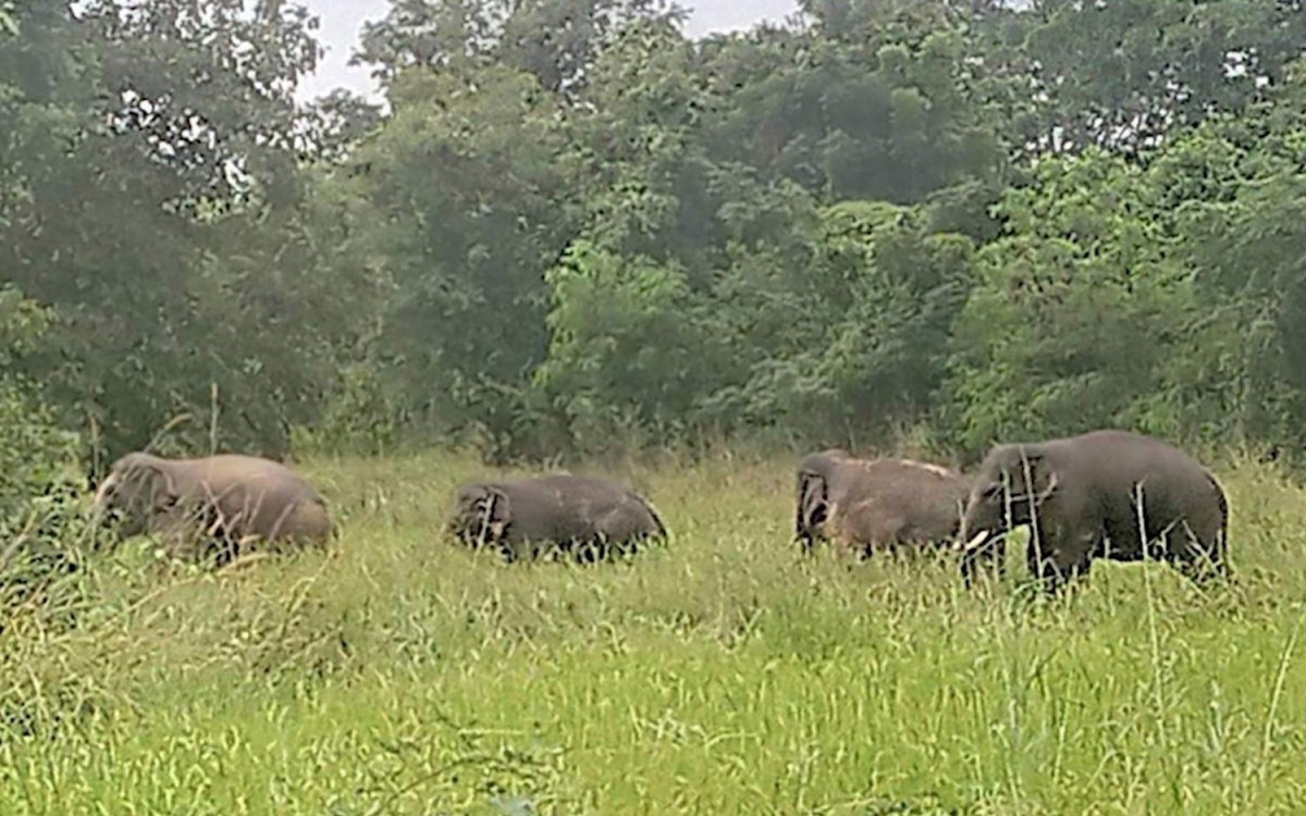 Wilde elefanten ueberfallen und beschaedigen plantagen in khon kaen