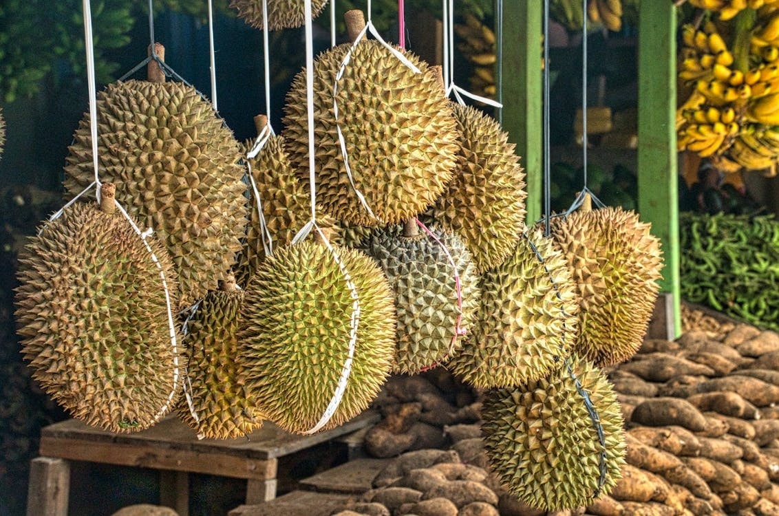 Durian koenig der fruechte