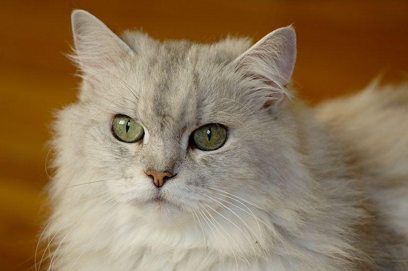 Katzenbesitzerin fordert rache nach einbruch und freilassung ihrer geliebten luxus perser katzen