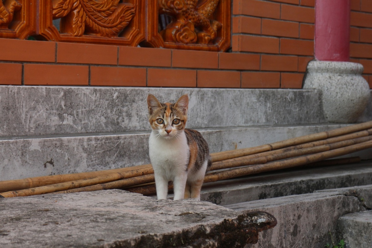 Schutz gegen tieruqaelerei in thailand insbesondere bei katzen empfindliche strafen bei missachtung