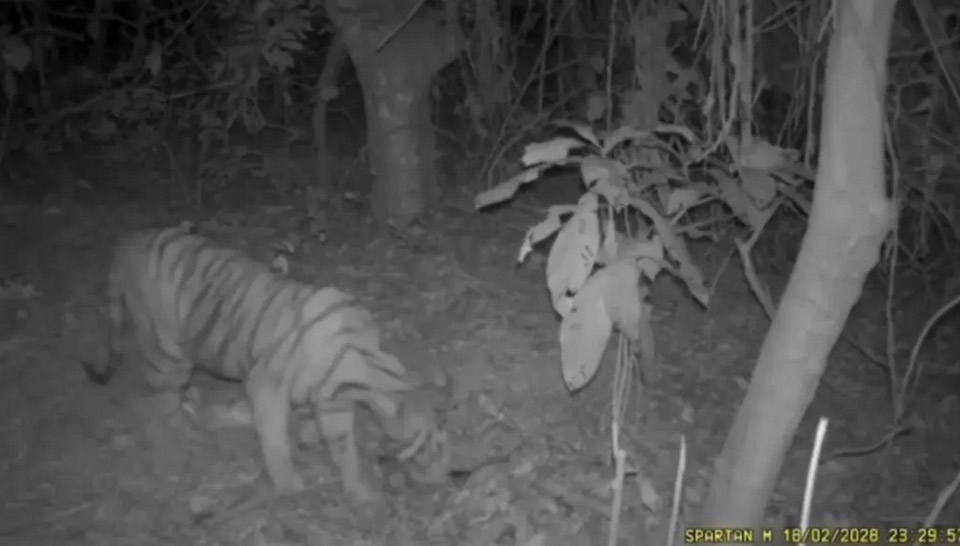 Wilder tiger auf nahrungssuche in einem dorf in kamphaeng phet in eine forschungsstation gebracht