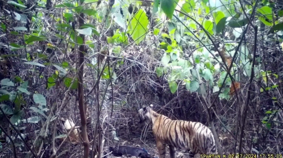 Wilder tiger auf nahrungssuche in einem dorf in kamphaeng phet in eine forschungsstation gebracht