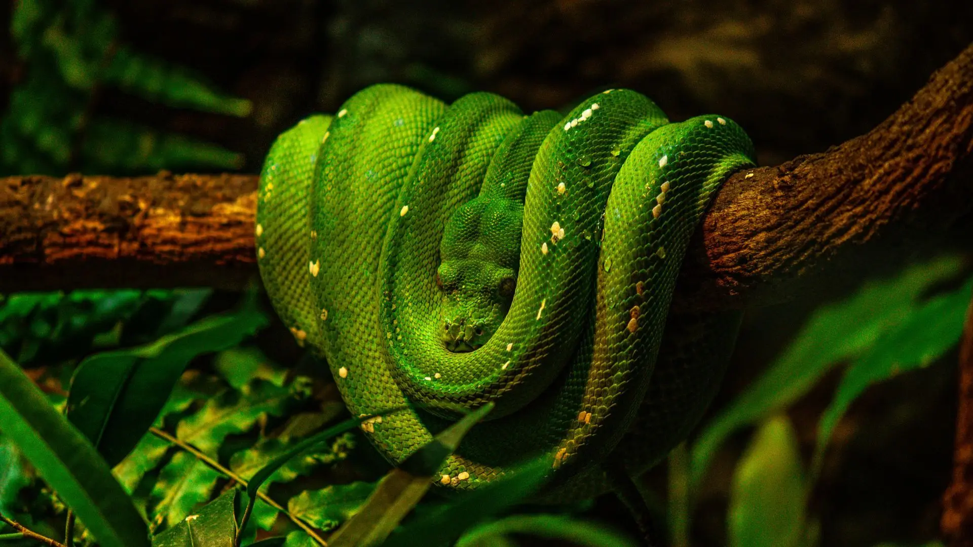 Endemische Tierarten