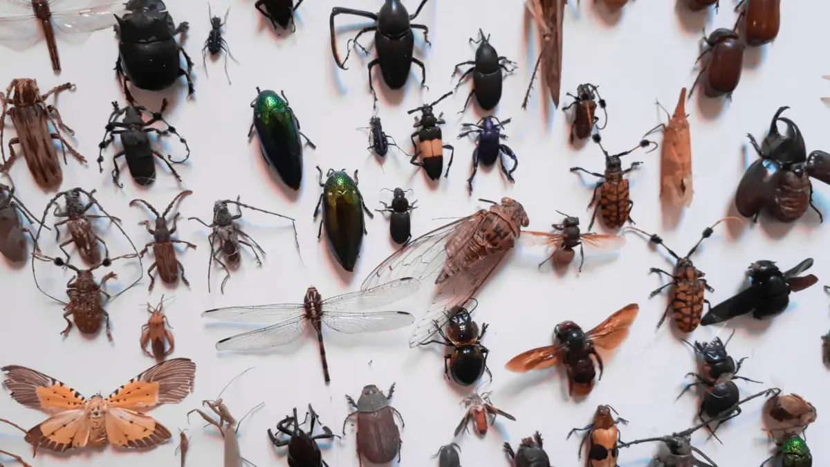 Insektenwelt