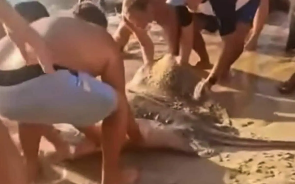 Auslaendische strandbesucher und thailaendischer rettungsschwimmer rettung eines gefangenen rochens fcd3e139