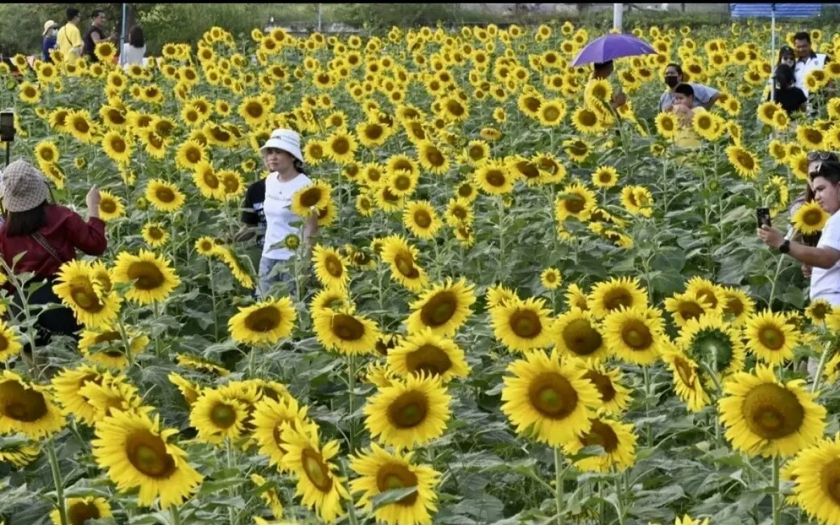 Blüten jenseits der Erde: Sonnenblumenspektakel in Pathum Thani wird zu einem galaktischen Erlebnis