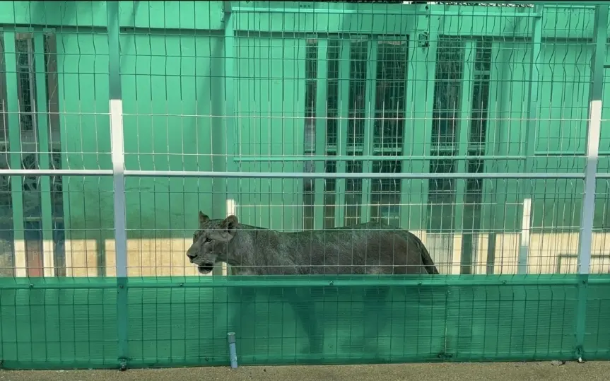 Bruellender loewe von russen versetzt einwohner und touristen in pattaya in angst polizei ermittelt a7c058f3
