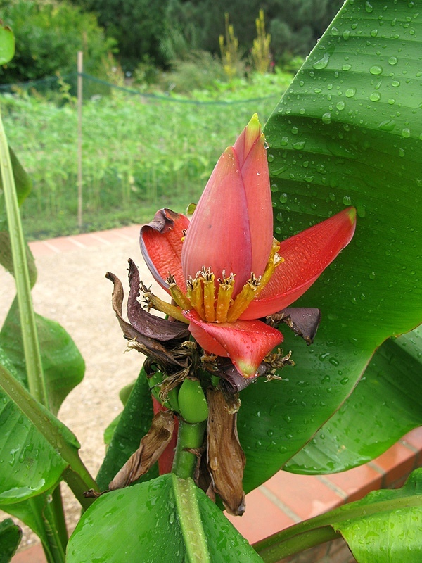 Das bananenherz alles ueber den verborgenen schatz thailands 0b2d3d06
