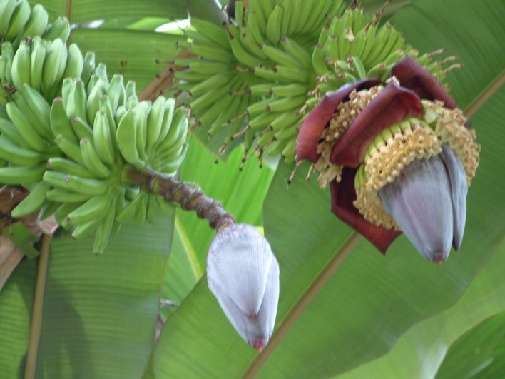 Das bananenherz alles ueber den verborgenen schatz thailands 31dc3f2d
