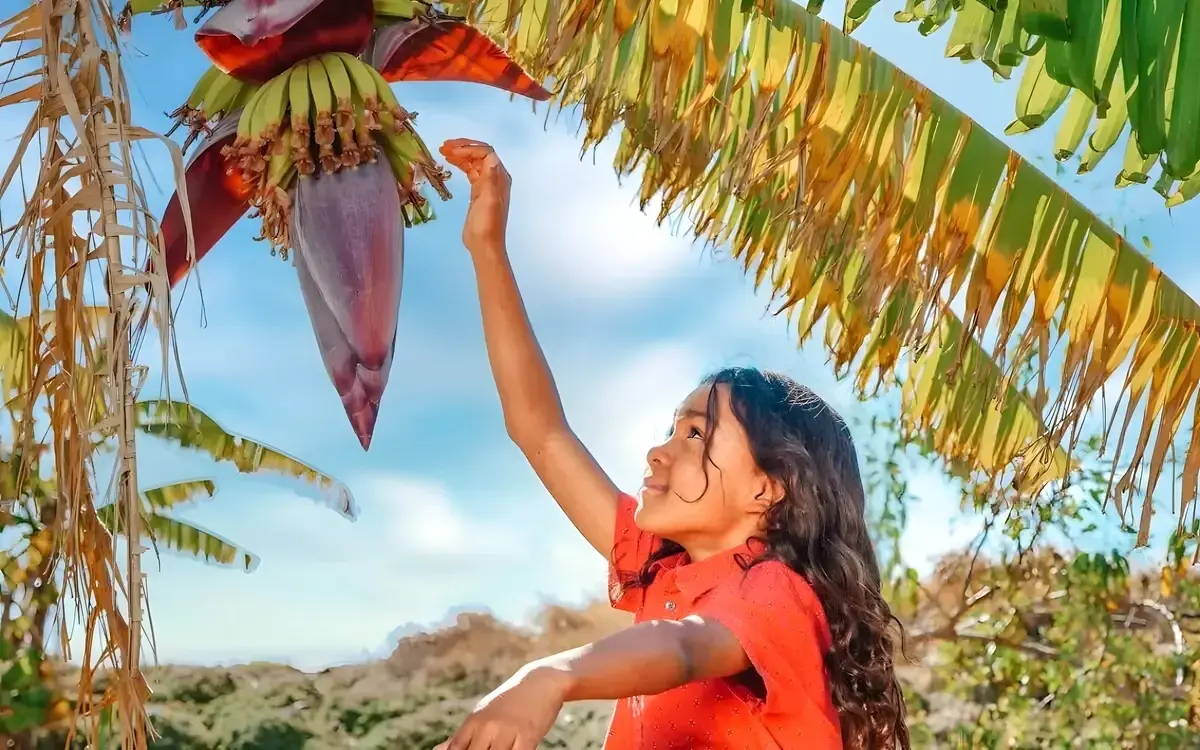 Das bananenherz alles ueber den verborgenen schatz thailands 63b2f8be