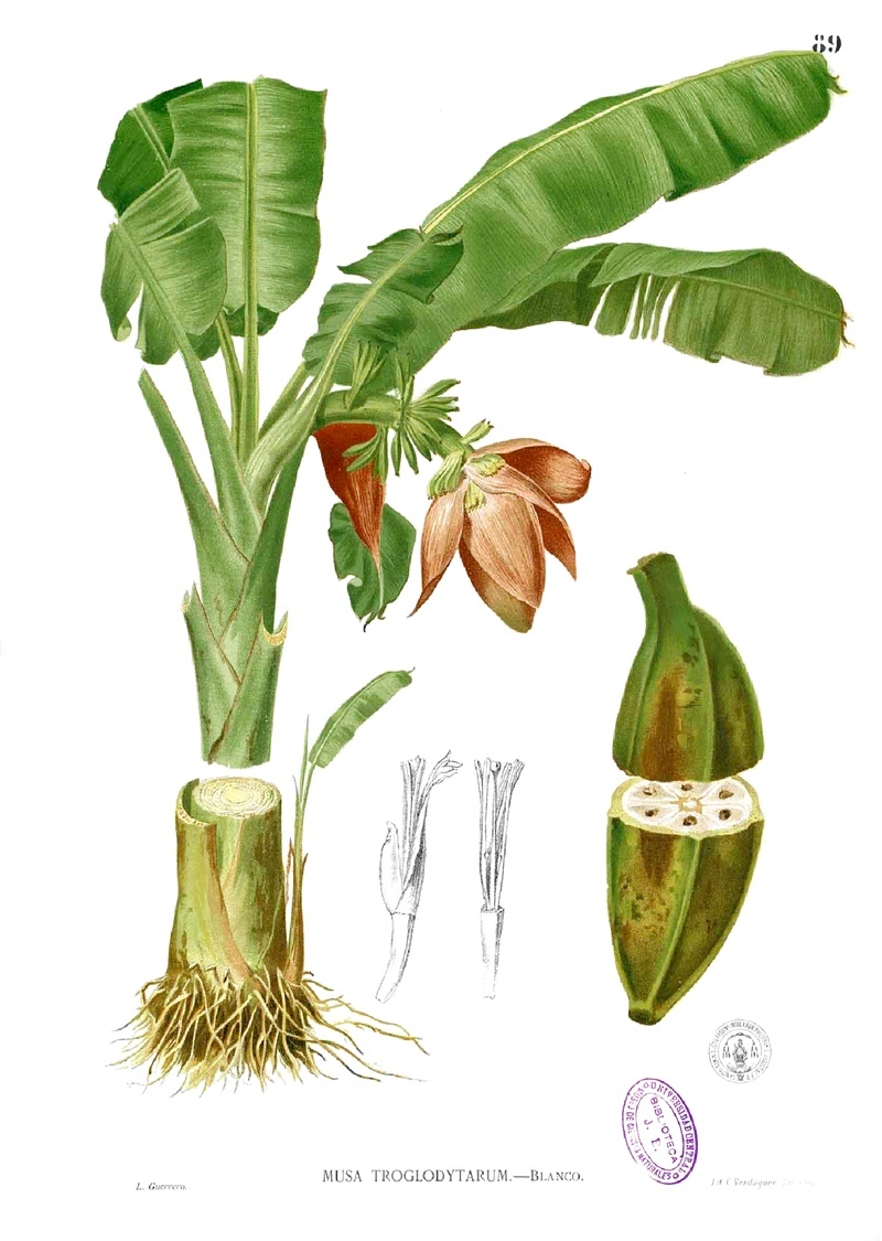 Das bananenherz alles ueber den verborgenen schatz thailands af6fd6b1