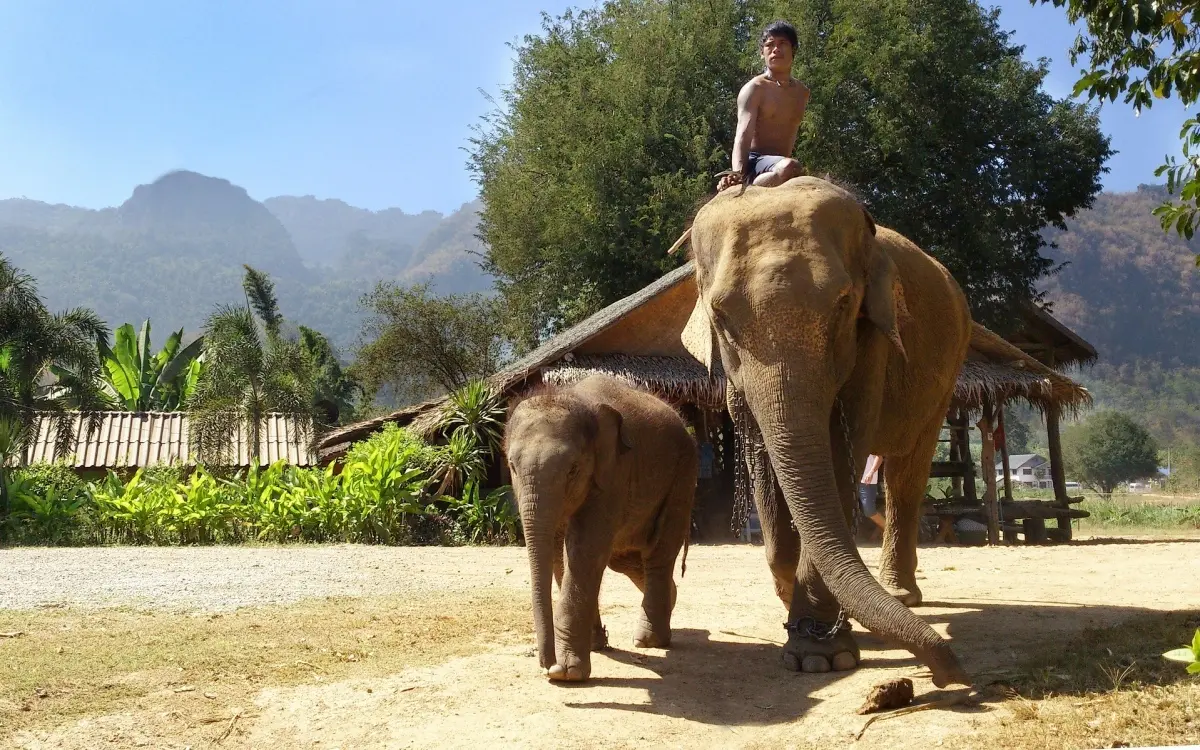 Das elefantenritt festival eine feier der majestaetischen dickhaeuter in thailand f2f4f879