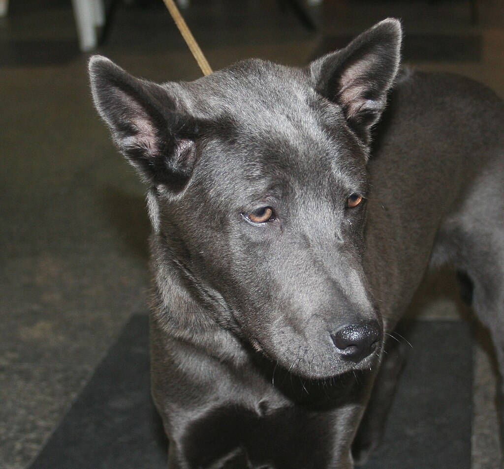 Der thai ridgeback ein portraet des loewenhundes im land des laechelns 028ce78d