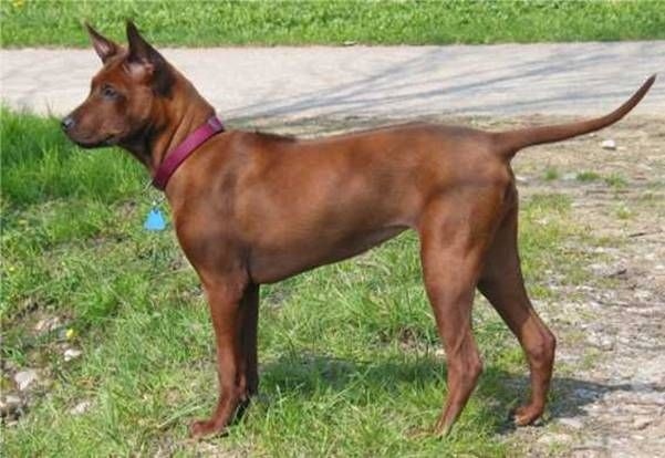 Der thai ridgeback ein portraet des loewenhundes im land des laechelns 6efdbdba