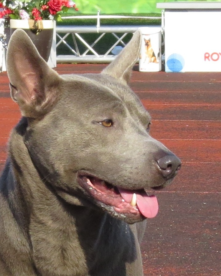 Der thai ridgeback ein portraet des loewenhundes im land des laechelns 81721498