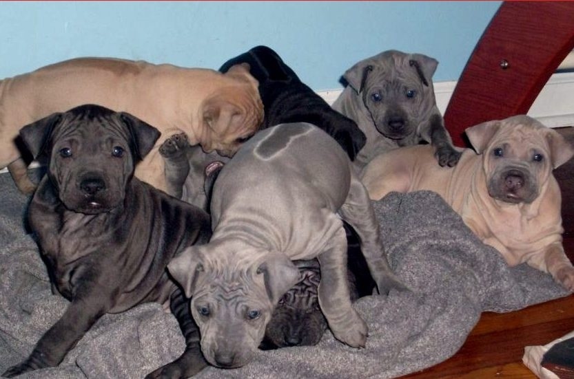 Der thai ridgeback ein portraet des loewenhundes im land des laechelns a3c4885a