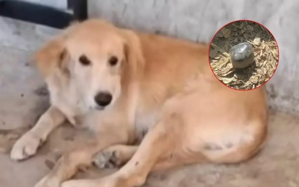 Desaster verhindert hund verwechselt bombe mit spielzeug ddf6cb67