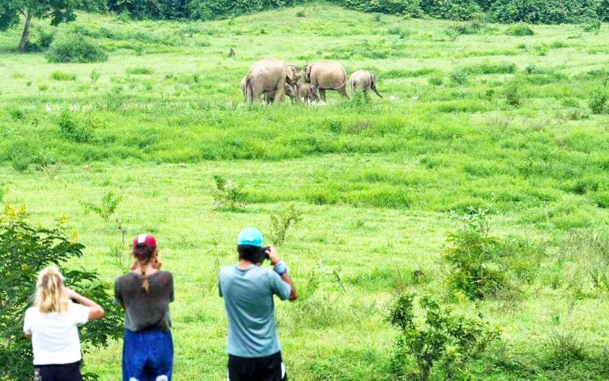 Deshalb ist jetzt eine gute zeit um elefanten im kuiburi nationalpark zu sehen b87068cf