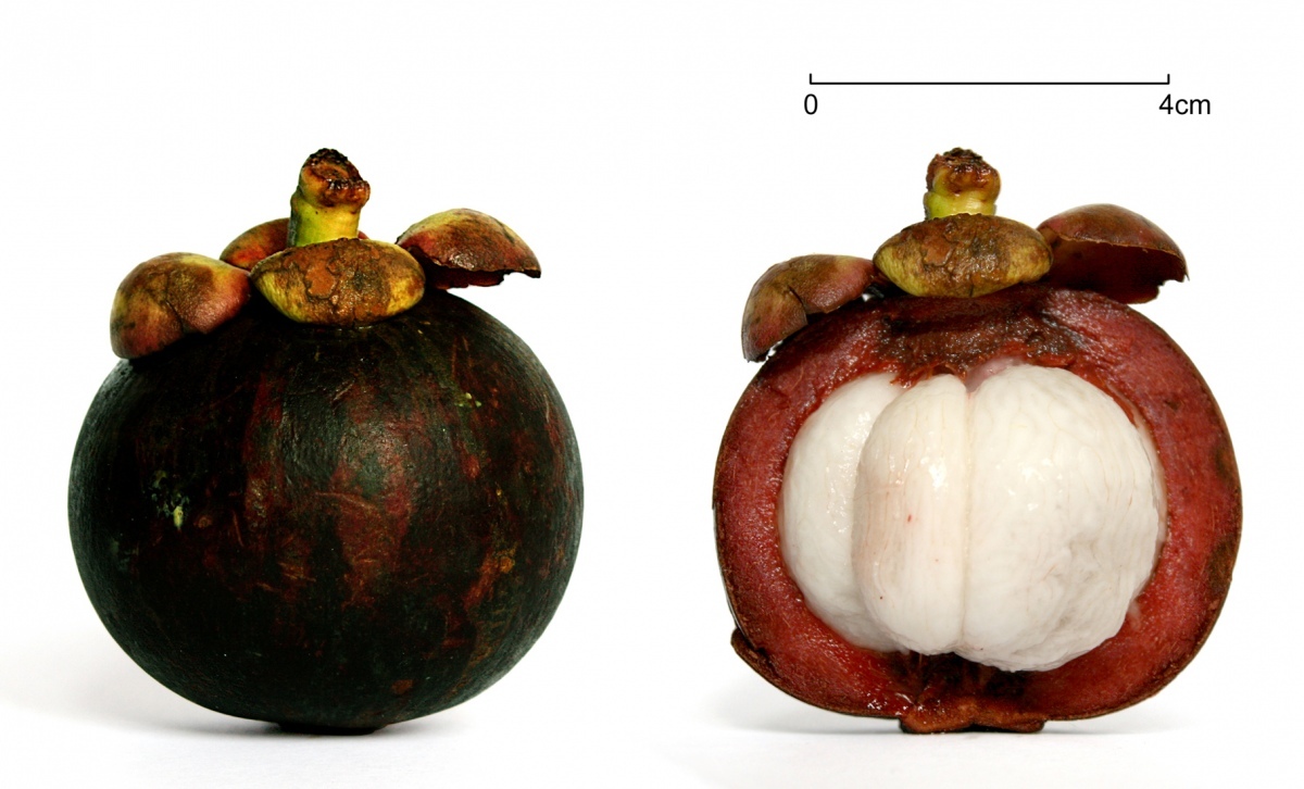 Die koenigin der fruechte thailands gesuendeste frucht 4800d907