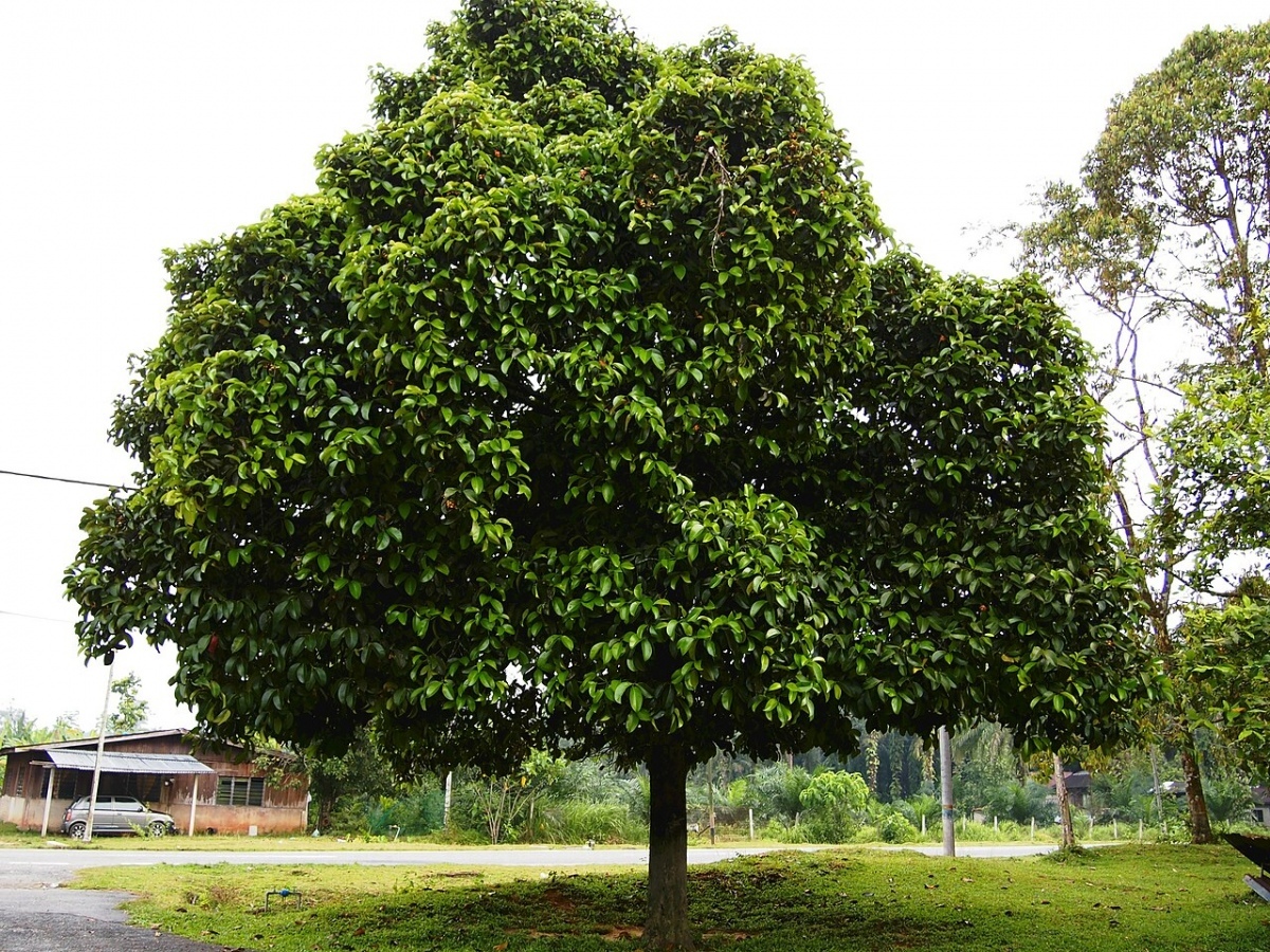 Die koenigin der fruechte thailands gesuendeste frucht f1250b69