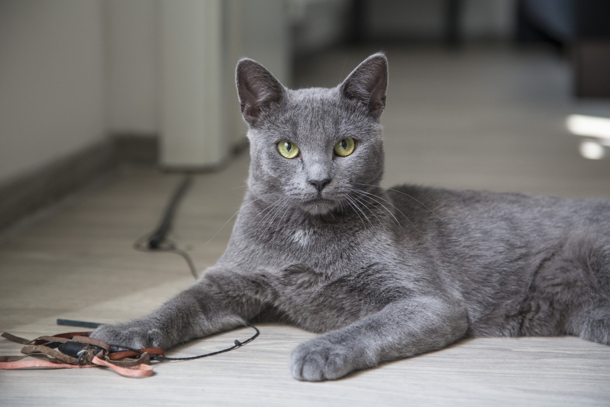 Die majestaetische koratkatze thailands smaragdauge 77d88872