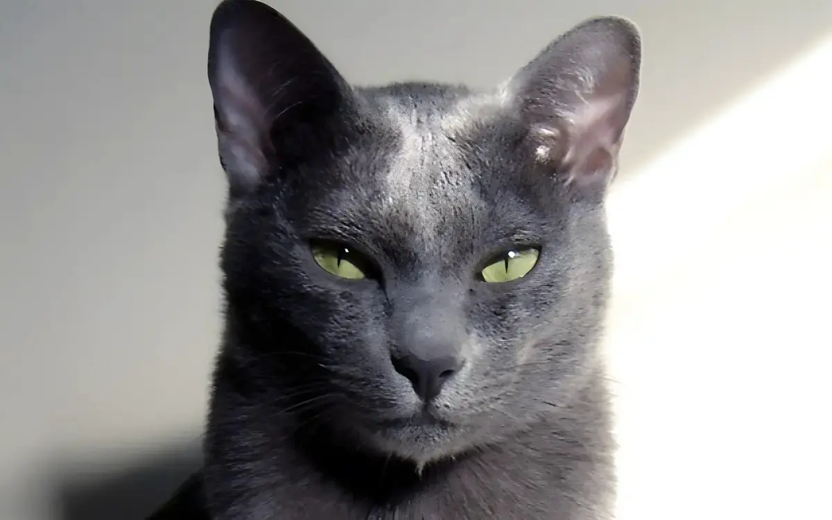 Die majestaetische koratkatze thailands smaragdauge f636fab4