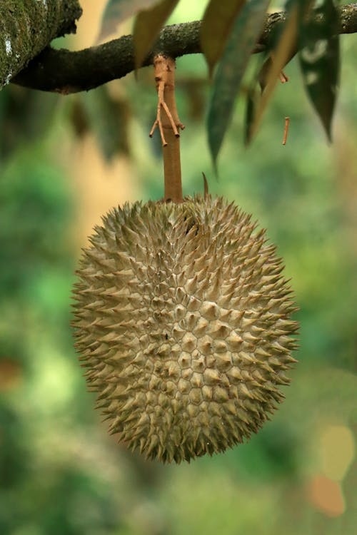 Durian koenig der fruechte 22ee9aa3